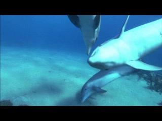 Dolphins in the Deep Blue Ocean - Trailer - Deutsch