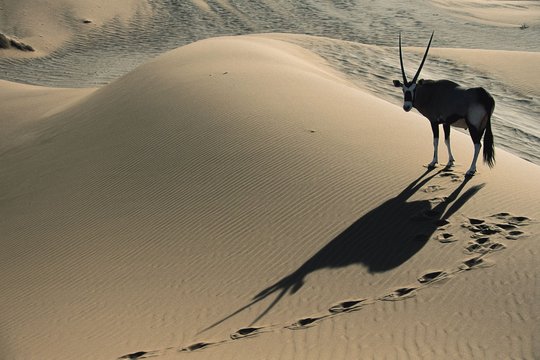 Wildes Afrika - Die komplette Serie - Szenenbild 2