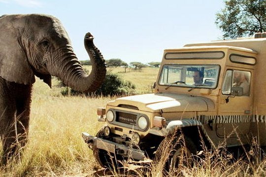 Safari - Szenenbild 2