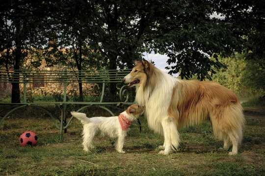 Lassie 2 - Ein neues Abenteuer - Szenenbild 22