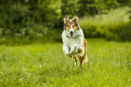 Lassie - Eine abenteuerliche Reise - Szenenbild 2