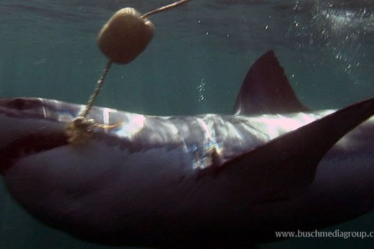 Die schönsten Naturreisen der Welt - Südafrika & Weiße Haie erleben - Szenenbild 7