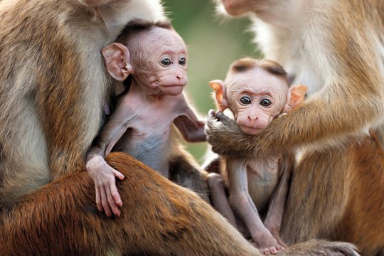 Monkey Kingdom - Im Reich der Affen - Szenenbild 5