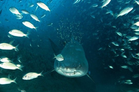 IMAX - Deep Sea - Szenenbild 2