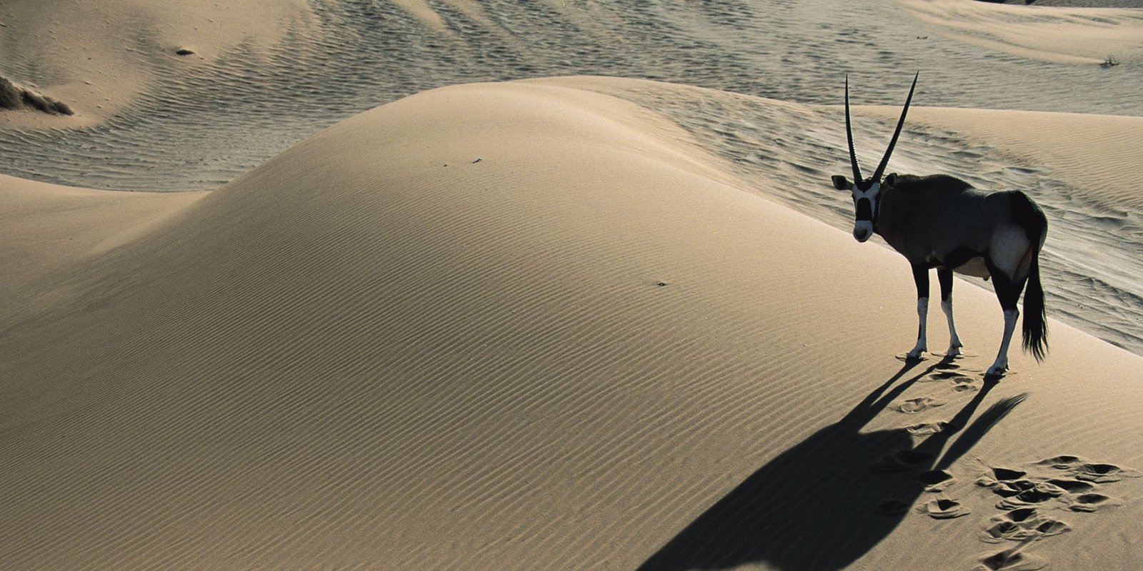 Wildes Afrika - Die komplette Serie