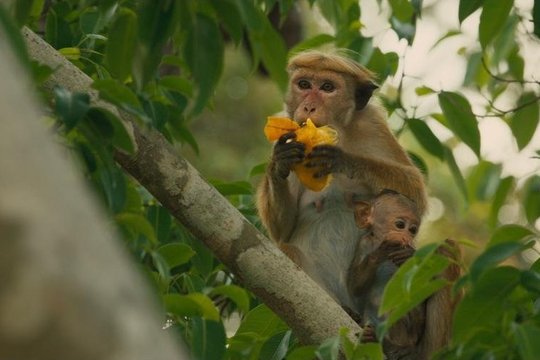 Monkey Kingdom - Im Reich der Affen - Szenenbild 12