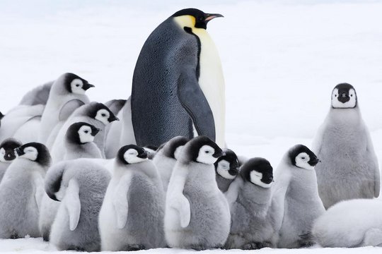 Die Reise der Pinguine 2 - Szenenbild 1