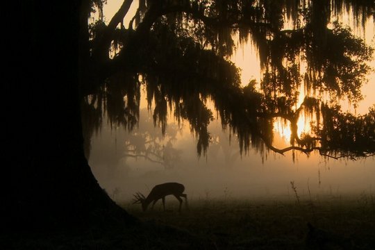 Wildes Sumpfland USA - Szenenbild 3