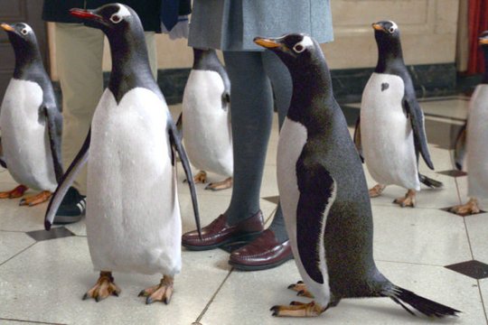 Mr. Poppers Pinguine - Szenenbild 17