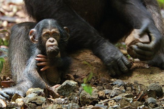 Schimpansen - Szenenbild 17