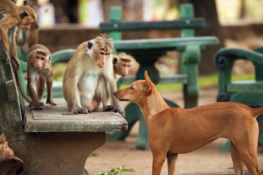 Monkey Kingdom - Im Reich der Affen - Szenenbild 3