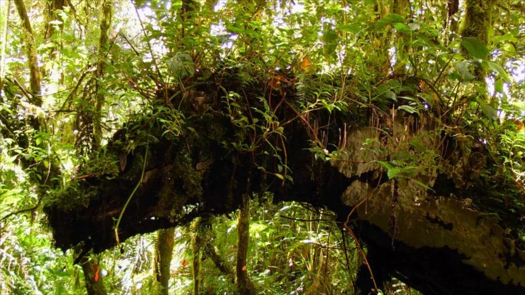 Weltnaturerbe Panama - La Amistad Nationalpark - Trailer - Deutsch - SD
