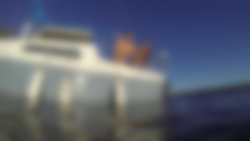 Raiders of the Lost Shark - Teaser - Englisch - HD