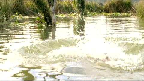 Anaconda 2 - Anacondas - Trailer - Englisch - SD