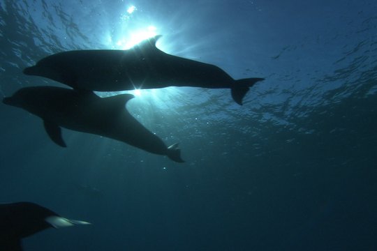 Dolphins in the Deep Blue Ocean - Szenenbild 4