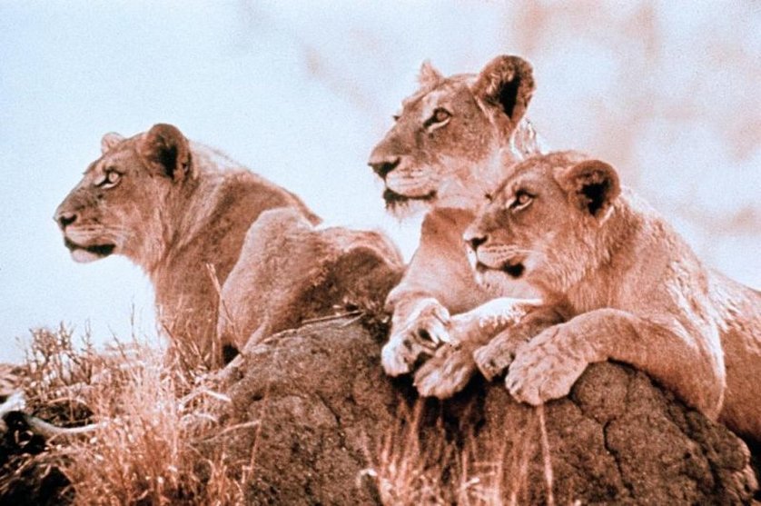 Lustige Welt Der Tiere Lustige Welt Der Tiere