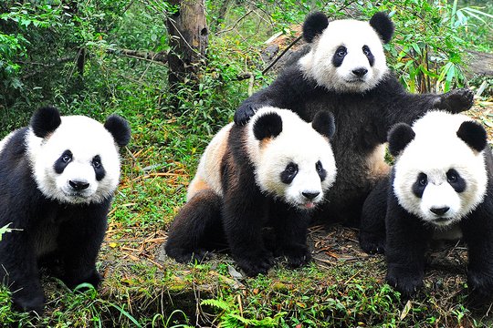 Der große Panda - Szenenbild 1