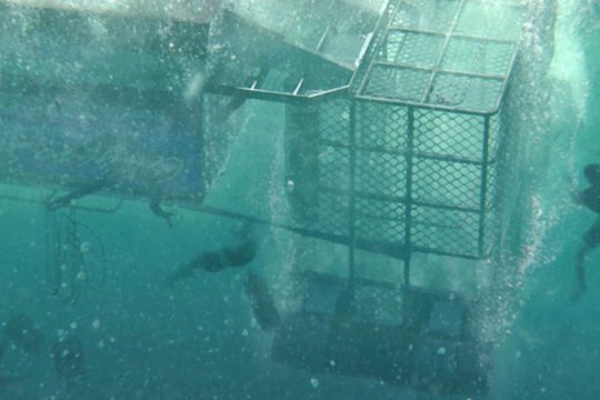Open Water 3 - Cage Dive - Szenenbild 4