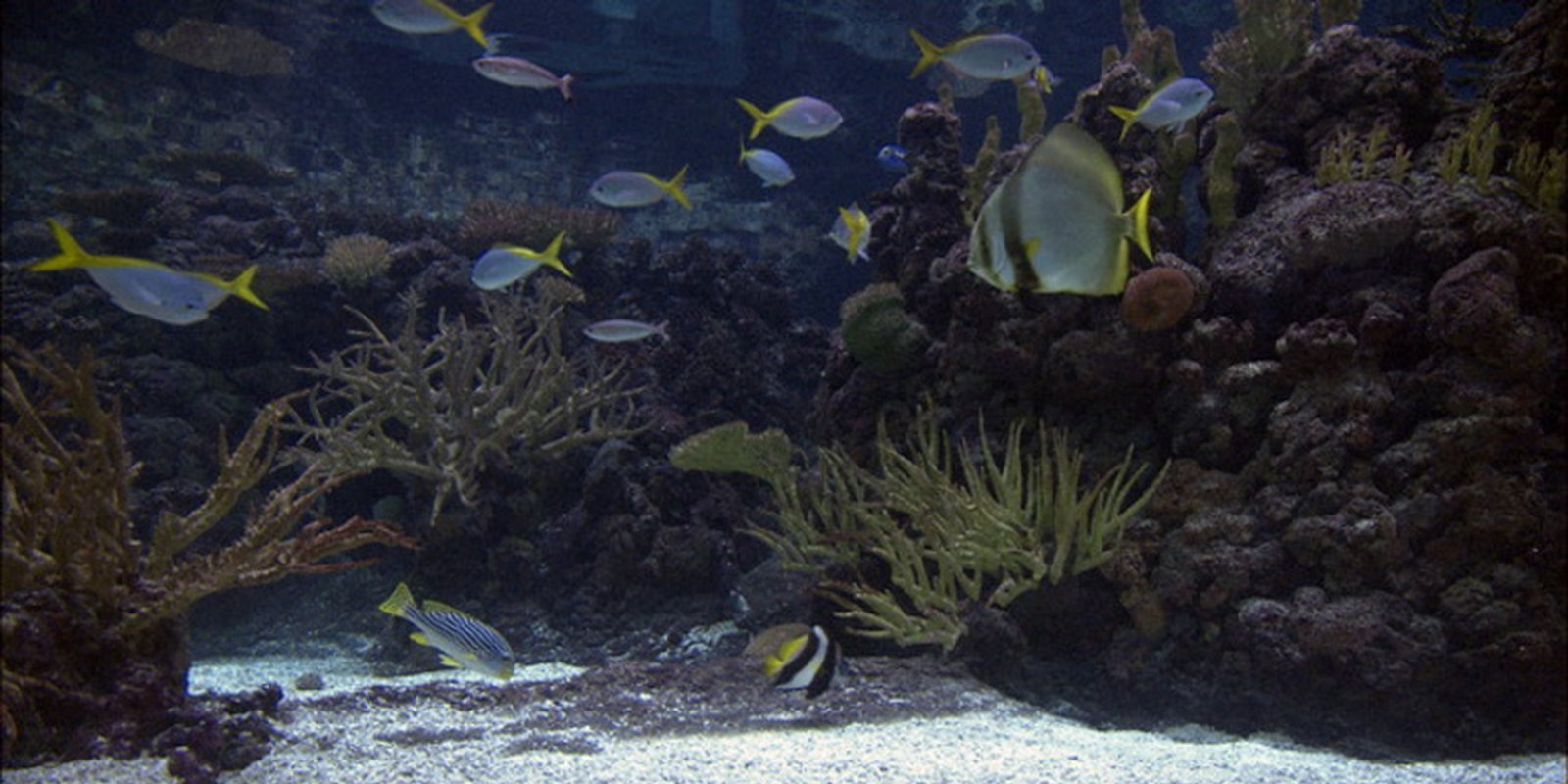 DVD Aquarium