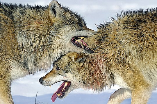 IMAX - Wolves - Szenenbild 4