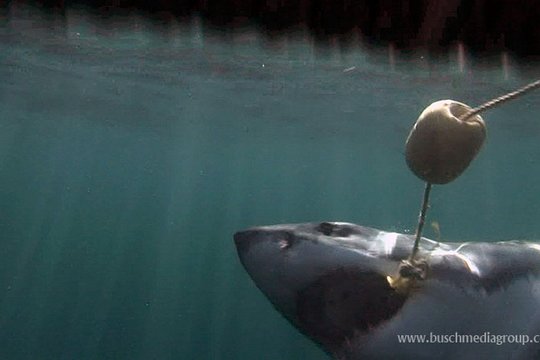 Die schönsten Naturreisen der Welt - Südafrika & Weiße Haie erleben - Szenenbild 12