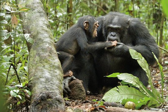 Schimpansen - Szenenbild 16