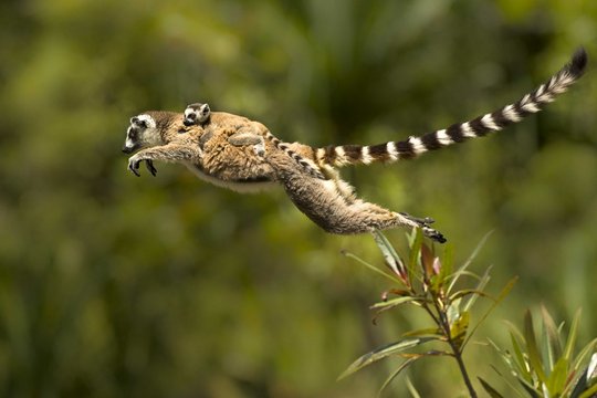 Madagaskar - Szenenbild 4