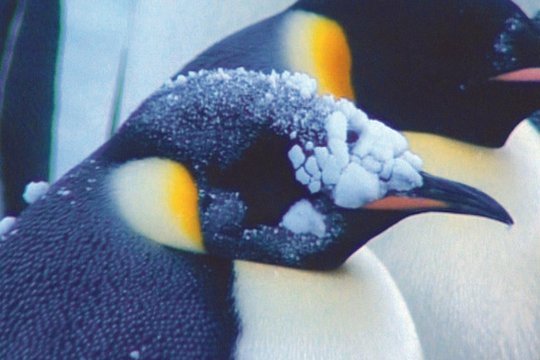 Pinguine - Szenenbild 2