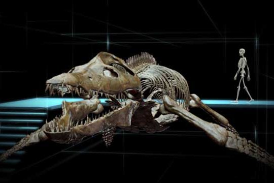 IMAX - Sea Rex 3D - Szenenbild 8