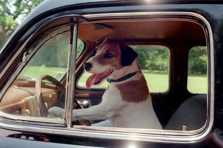 Autofahren wie 'Mein Hund Skip' (2000) nicht nötig: die Filme kommen per Post.