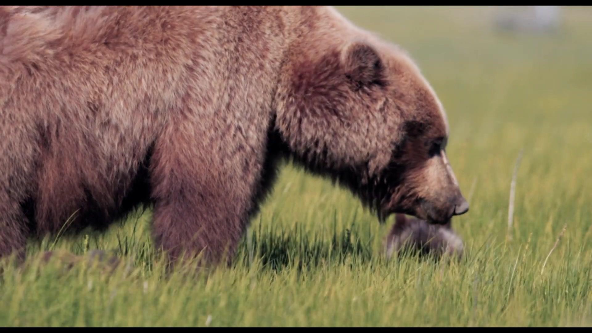 Grizzly 2 - Revenge - Trailer - Deutsch