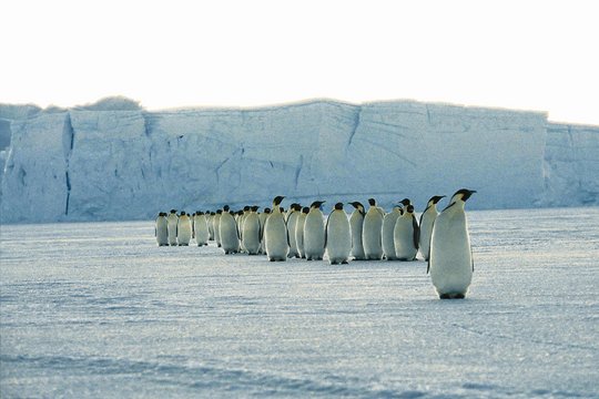 Die Reise der Pinguine - Szenenbild 12