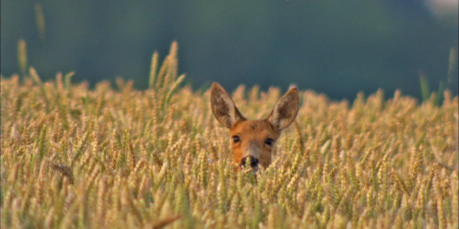 Kornfeld & Wiese