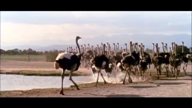 Die Verdammten der blauen Berge - Trailer - Deutsch - SD