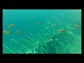 Leben - Wasser - Trailer - Deutsch - SD
