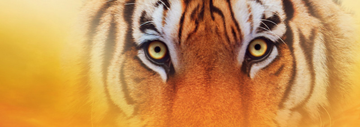 Tiger-Collection: Wetzen Sie Ihre Krallen, wir lassen den Tiger raus!