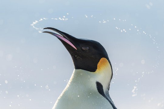 Die Reise der Pinguine 2 - Szenenbild 10
