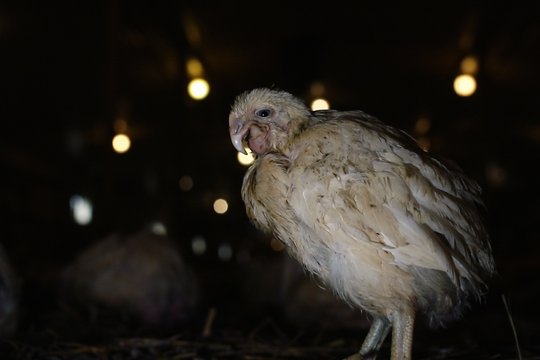 Food for Profit - Szenenbild 5