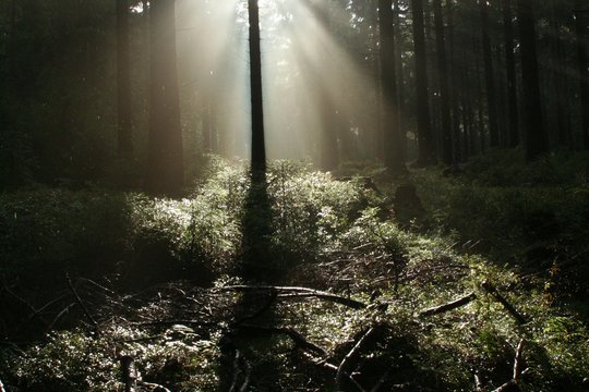 Mythos Wald - Szenenbild 6