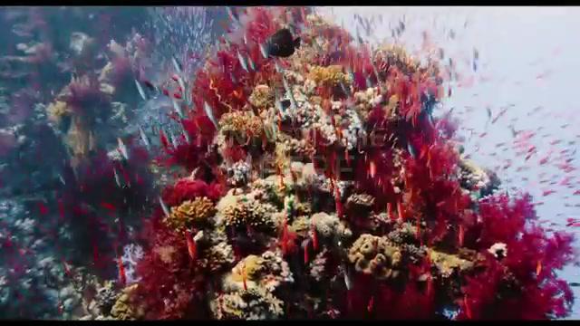 Afrika - Das magische Königreich - Trailer - Deutsch - SD