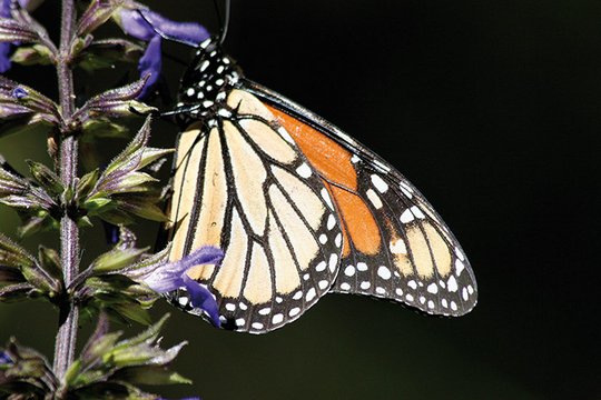 Flug der Schmetterlinge - Szenenbild 3